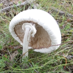 Macrolepiota dolichaula at Boro, NSW - 13 Apr 2022