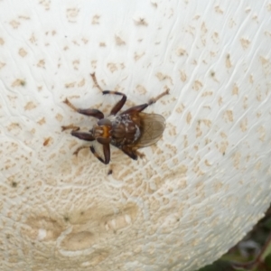 Tapeigaster sp. (genus) at Boro, NSW - suppressed