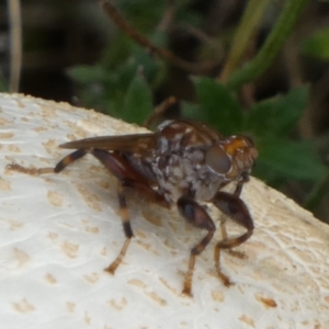 Tapeigaster sp. (genus) at Boro, NSW - suppressed