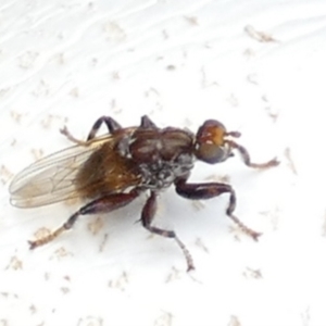 Tapeigaster sp. (genus) at Boro, NSW - suppressed