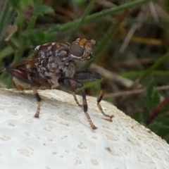 Tapeigaster sp. (genus) at Boro, NSW - suppressed