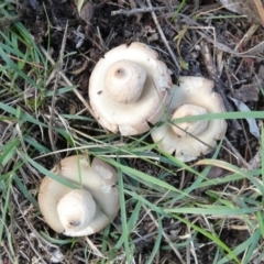 Geastrum sp. (Geastrum sp.) at Boro, NSW - 13 Apr 2022 by Paul4K