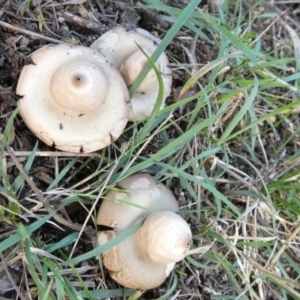 Geastrum sp. at Boro, NSW - 13 Apr 2022