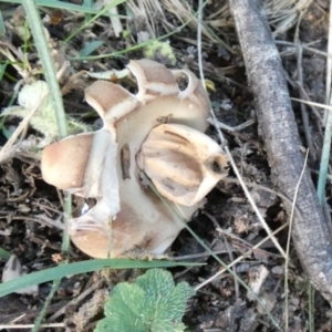 Geastrum sp. at Boro, NSW - 13 Apr 2022