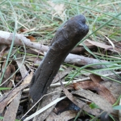 Drechmeria gunnii at Boro, NSW - suppressed
