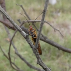 Chorista australis (Autumn scorpion fly) at Boro - 14 Apr 2022 by Paul4K