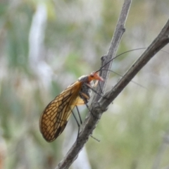 Chorista australis at Boro, NSW - suppressed