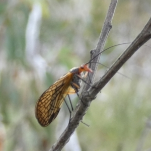 Chorista australis at Boro, NSW - suppressed
