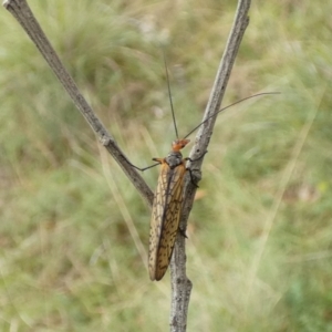 Chorista australis at Boro, NSW - suppressed
