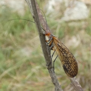 Chorista australis at Boro, NSW - suppressed
