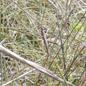 Keyacris scurra at Boro, NSW - suppressed