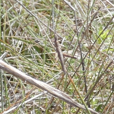 Keyacris scurra (Key's Matchstick Grasshopper) at Boro - 14 Apr 2022 by Paul4K