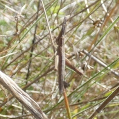 Keyacris scurra at Boro, NSW - suppressed