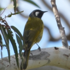 Nesoptilotis leucotis (White-eared Honeyeater) at Boro, NSW - 14 Apr 2022 by Paul4K