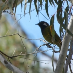 Nesoptilotis leucotis at Boro, NSW - suppressed