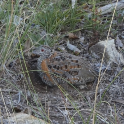 Turnix varius (Painted Buttonquail) at Boro - 14 Apr 2022 by Paul4K