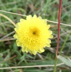 Coronidium gunnianum (Gunn's Everlasting) at Boro - 14 Apr 2022 by Paul4K