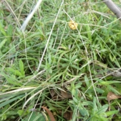 Coronidium gunnianum at Boro, NSW - suppressed