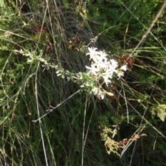 Bursaria spinosa subsp. lasiophylla (Australian Blackthorn) at Boro, NSW - 14 Apr 2022 by Paul4K