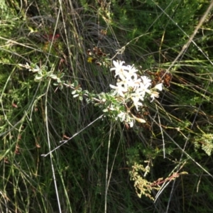 Bursaria spinosa subsp. lasiophylla at Boro, NSW - suppressed