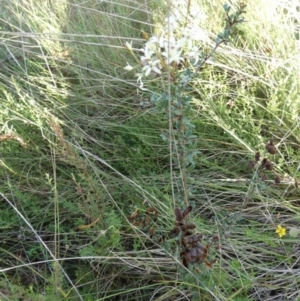 Bursaria spinosa subsp. lasiophylla at Boro, NSW - suppressed