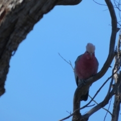 Eolophus roseicapilla (Galah) at Boro - 15 Apr 2022 by Paul4K