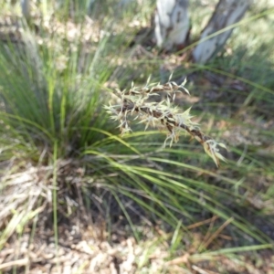 Lepidosperma urophorum at Boro, NSW - suppressed