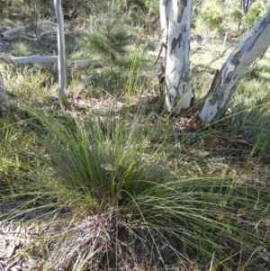 Lepidosperma urophorum at Boro, NSW - suppressed