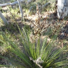 Lepidosperma urophorum at Boro, NSW - 15 Apr 2022