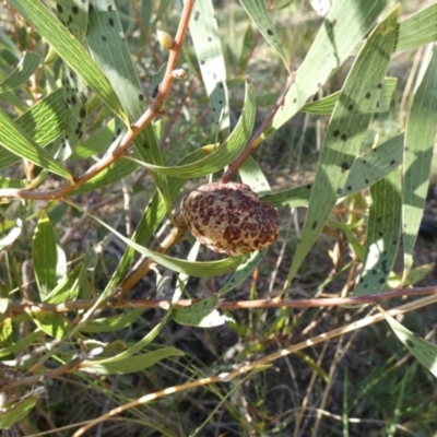 Hakea dactyloides (Finger Hakea) at Boro - 15 Apr 2022 by Paul4K