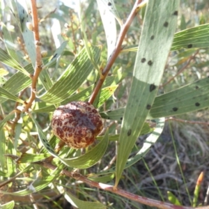 Hakea dactyloides at Boro, NSW - suppressed