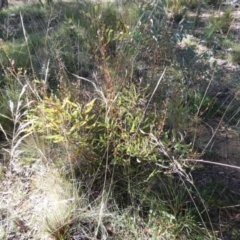 Hakea dactyloides at Boro, NSW - suppressed