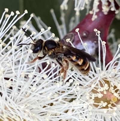 Lasioglossum (Chilalictus) bicingulatum (Halictid Bee) at Stromlo, ACT - 16 Apr 2022 by AJB