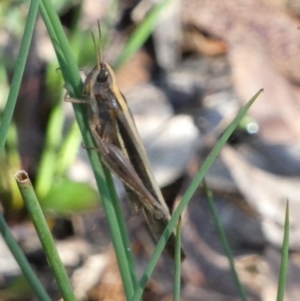 Caledia captiva at Boro, NSW - suppressed