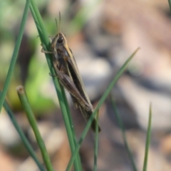 Caledia captiva at Boro, NSW - suppressed