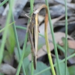 Caledia captiva at Boro, NSW - suppressed