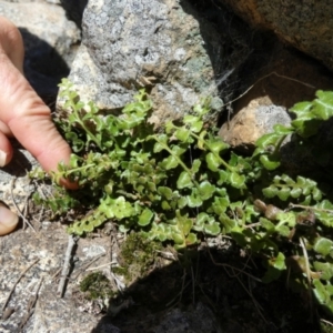 Asplenium subglandulosum at Boro, NSW - suppressed