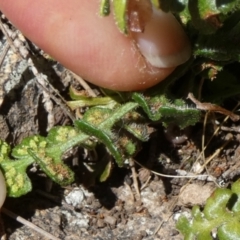 Pleurosorus rutifolius at Boro, NSW - 15 Apr 2022