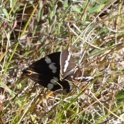 Nyctemera amicus (Senecio Moth, Magpie Moth, Cineraria Moth) at Boro - 15 Apr 2022 by Paul4K