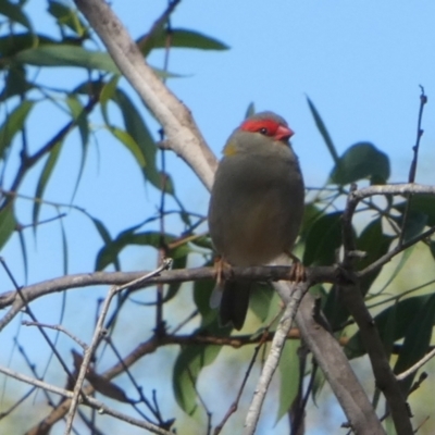 Neochmia temporalis (Red-browed Finch) at Boro - 15 Apr 2022 by Paul4K