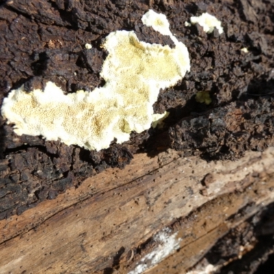 zz flat polypore - not white(ish) at Boro, NSW - 15 Apr 2022 by Paul4K