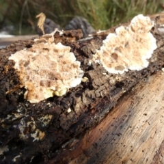 zz flat polypore - not white(ish) at Boro, NSW - 15 Apr 2022