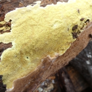 zz flat polypore - not white(ish) at Boro, NSW - 15 Apr 2022