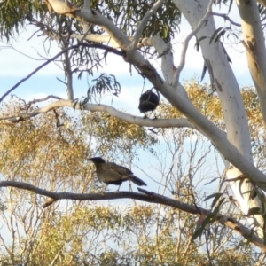 Corcorax melanorhamphos at Boro, NSW - suppressed