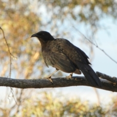 Corcorax melanorhamphos at Boro, NSW - suppressed