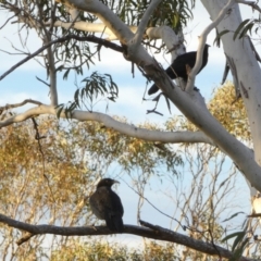 Corcorax melanorhamphos at Boro, NSW - suppressed