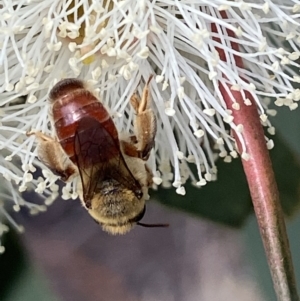 Goniocolletes fimbriatinus at Stromlo, ACT - 16 Apr 2022