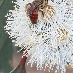 Goniocolletes fimbriatinus at Stromlo, ACT - 16 Apr 2022