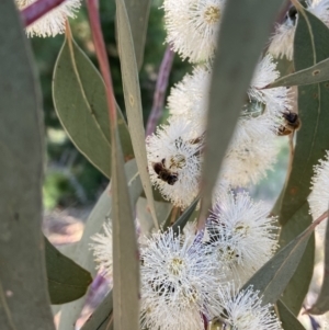 Eucalyptus bridgesiana at Denman Prospect, ACT - 16 Apr 2022 02:27 PM