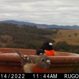 Petroica boodang at Yass River, NSW - 16 Apr 2022 05:37 PM